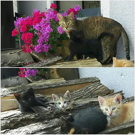 Appartamento Bio Naturhof Ottingerhof Bad Kleinkirchheim