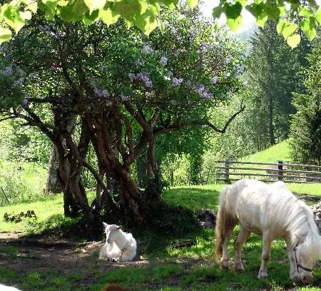 Skihomes Ottingerhof In -ski Out *