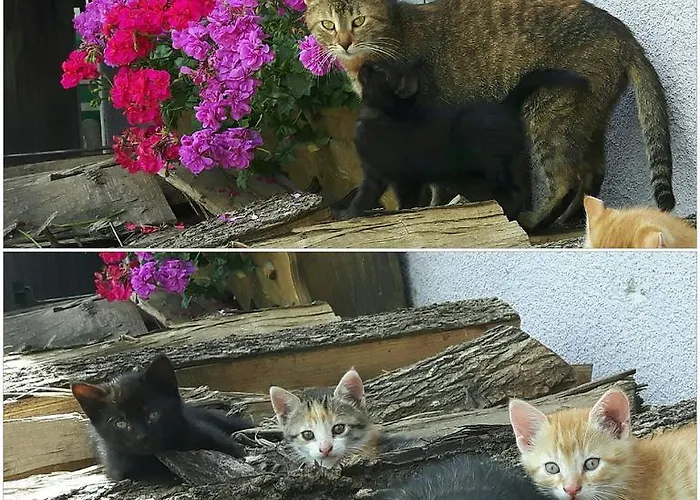 Apartment Bad Kleinkirchheim Skihomes Ottingerhof Ski In -Ski Out Apartments Bad Kleinkirchheim