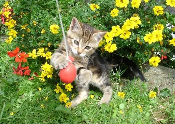 Bad Kleinkirchheim Skihomes Ottingerhof Ski In -Ski Out Apartments *