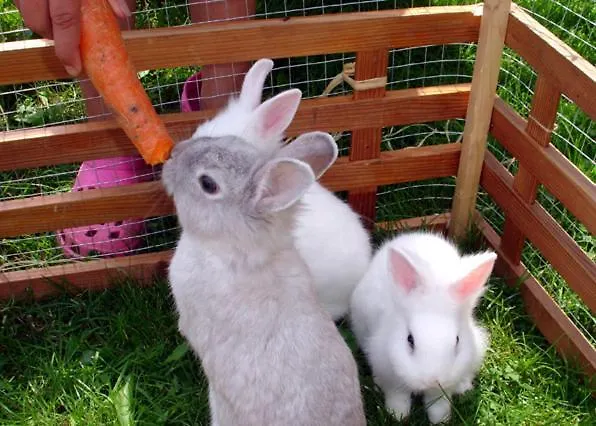 Skihomes Ottingerhof In -ski Out شقة باد كلينكيرشهايم