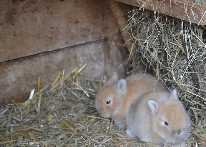 شقة Skihomes Ottingerhof In -ski Out *